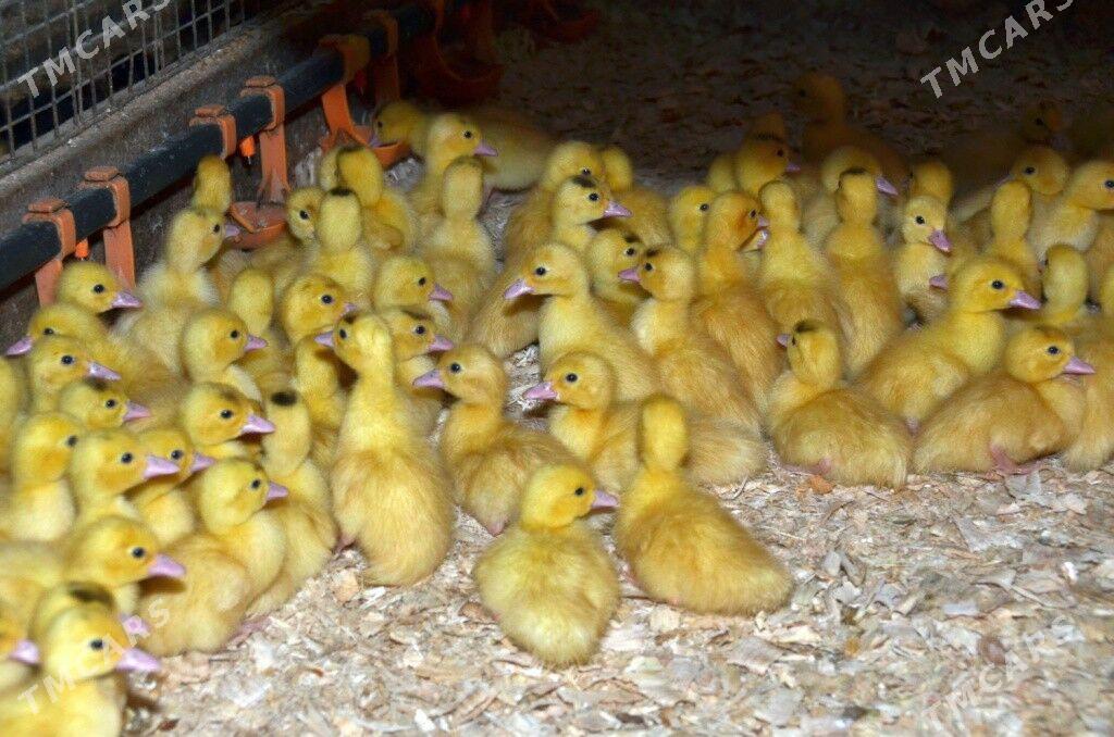 ordek gak gak - Balkanabat - img 2