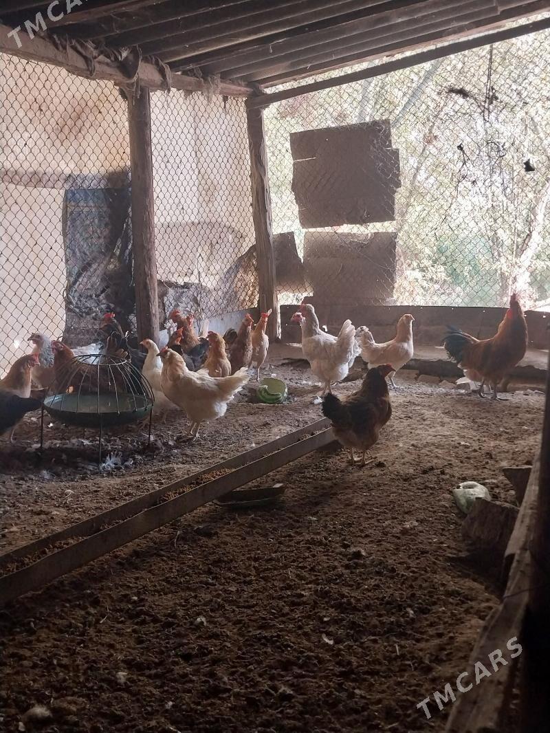 TOWUKLAR.. - Murgap - img 2