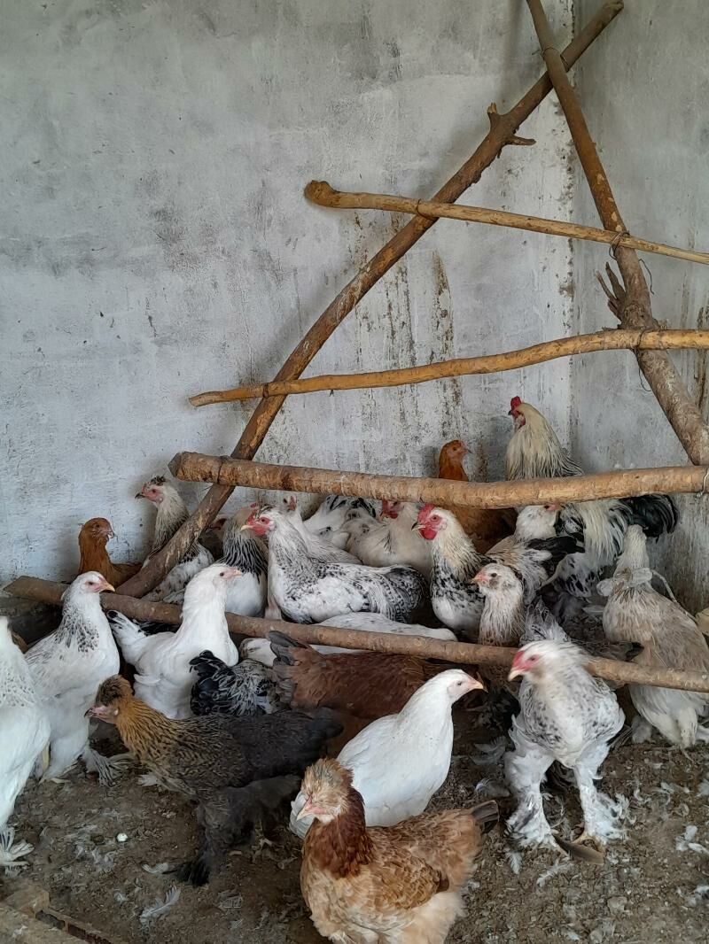 Brama Horaz - Ашхабад - img 6