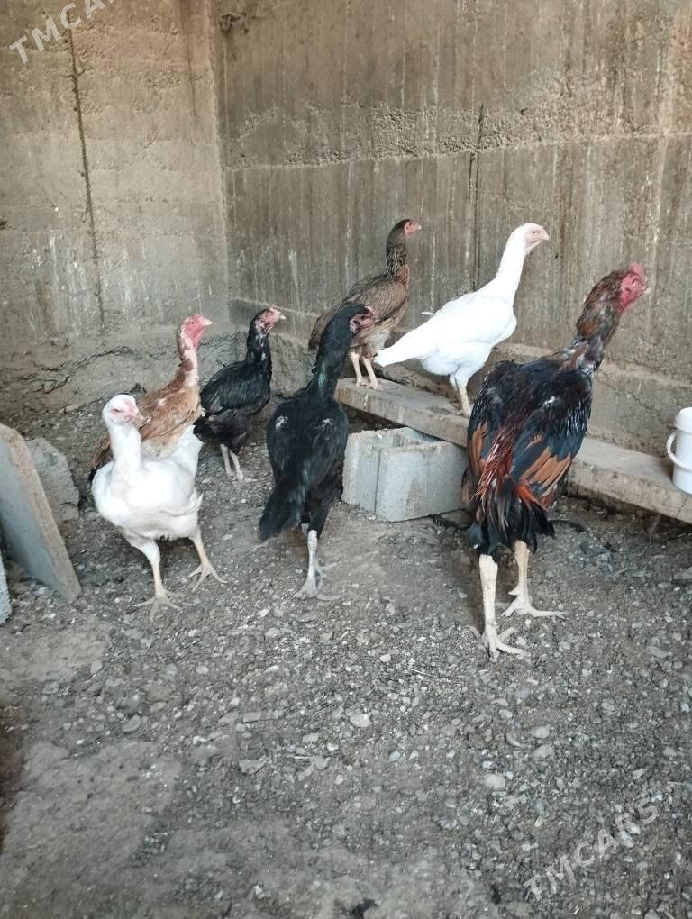 Taşkent - Ýalkym - img 2