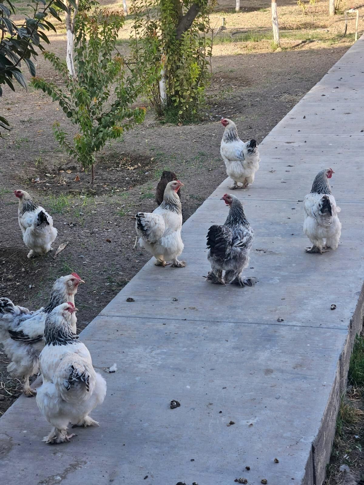 Brama - Aşgabat - img 4