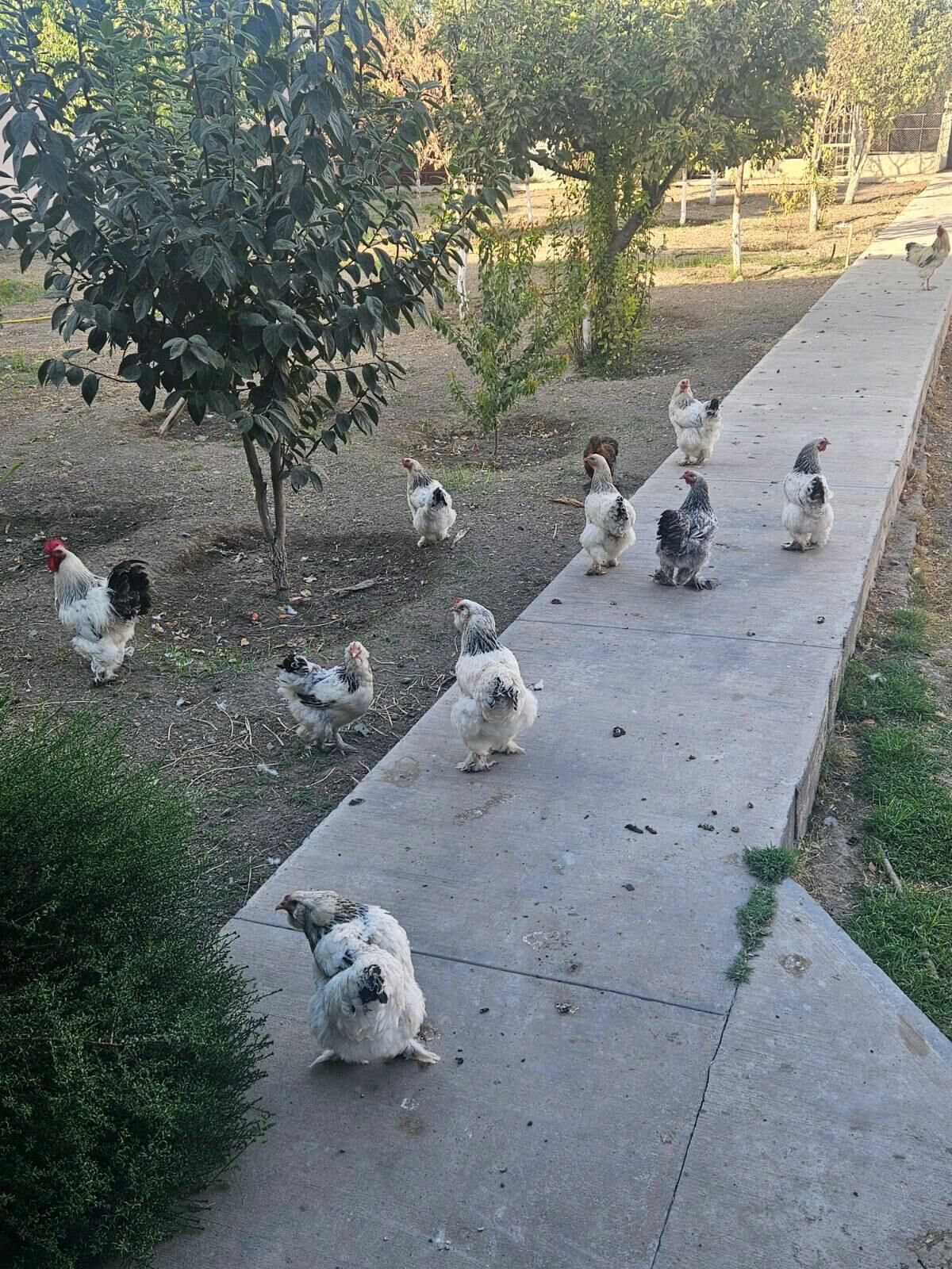 Brama - Aşgabat - img 5