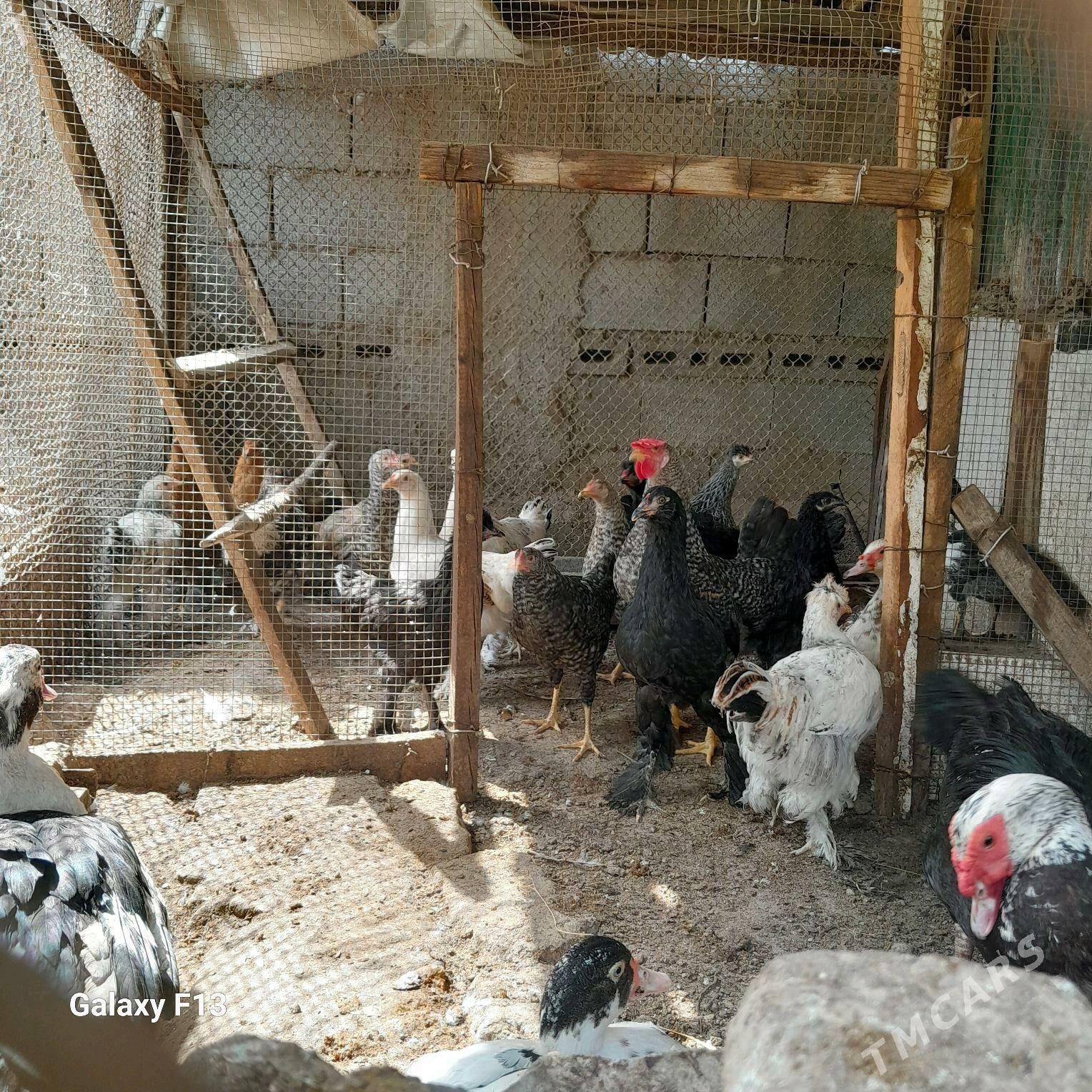 Balgar Towuk 5 yarym aylyk - Кëши - img 2