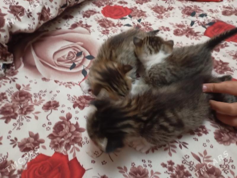 котята - Mary - img 4