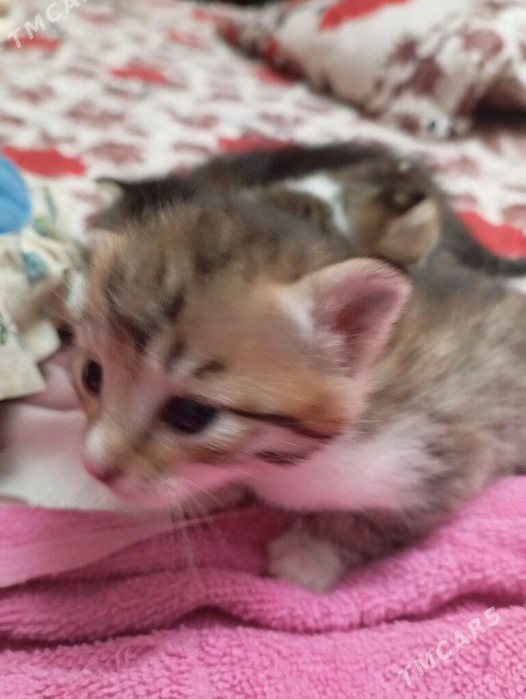 котята - Mary - img 2
