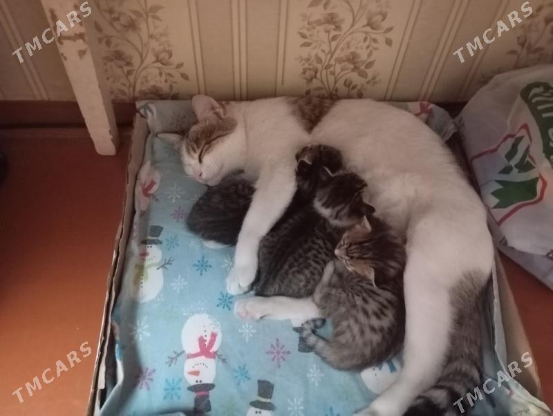 котята - Mary - img 5