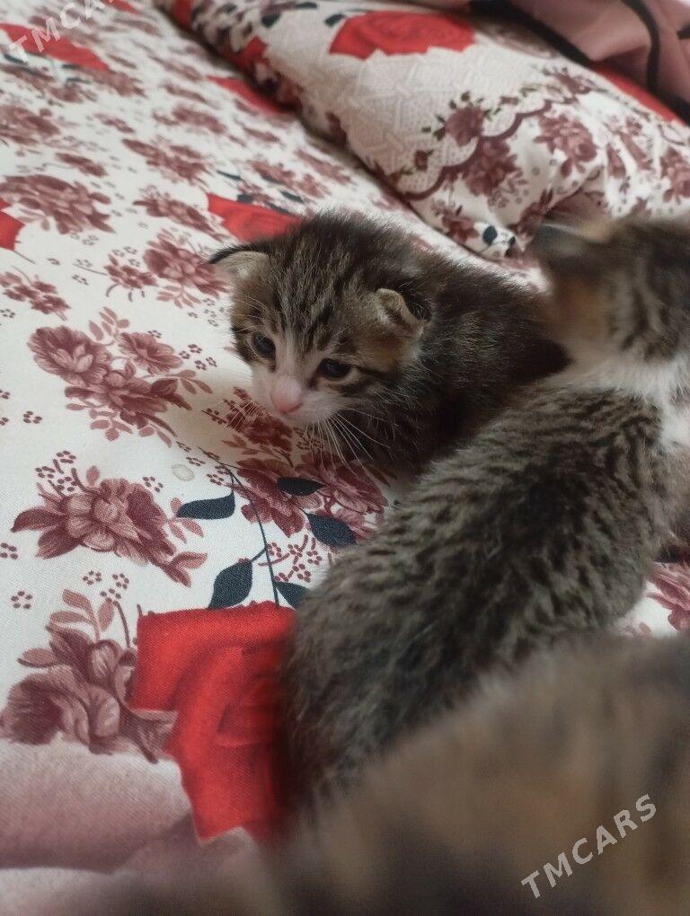 котята - Mary - img 3