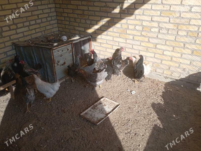 7айлык товук хоразлар - Фарап - img 5