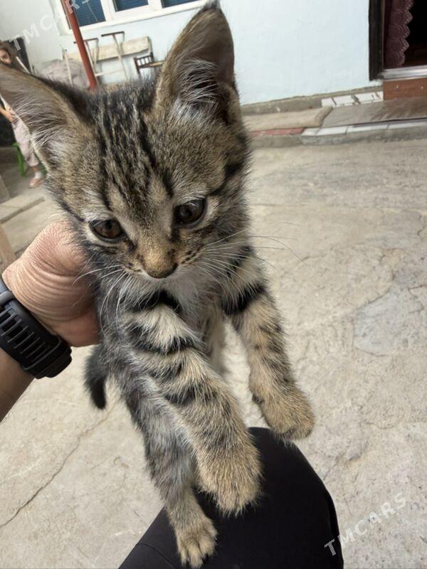 Котенок отдам даром - Ашхабад - img 2