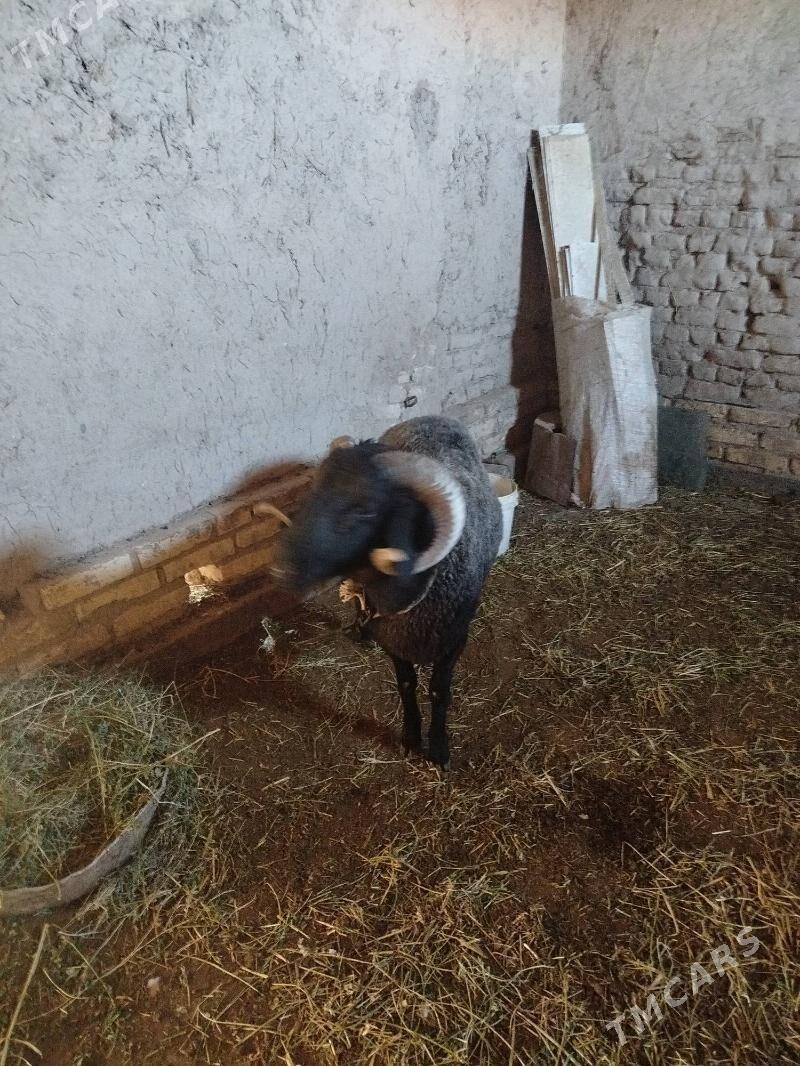 goç - Daşoguz - img 2