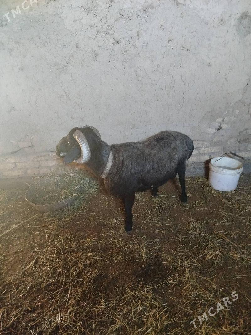 goç - Daşoguz - img 3