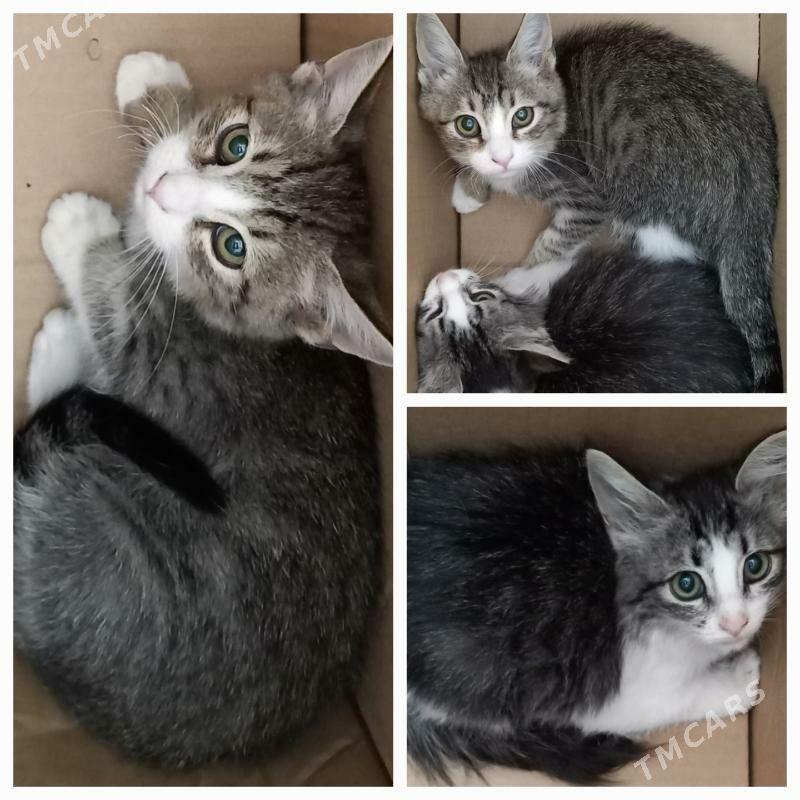 котята/pisijekler - Türkmenbaşy - img 2