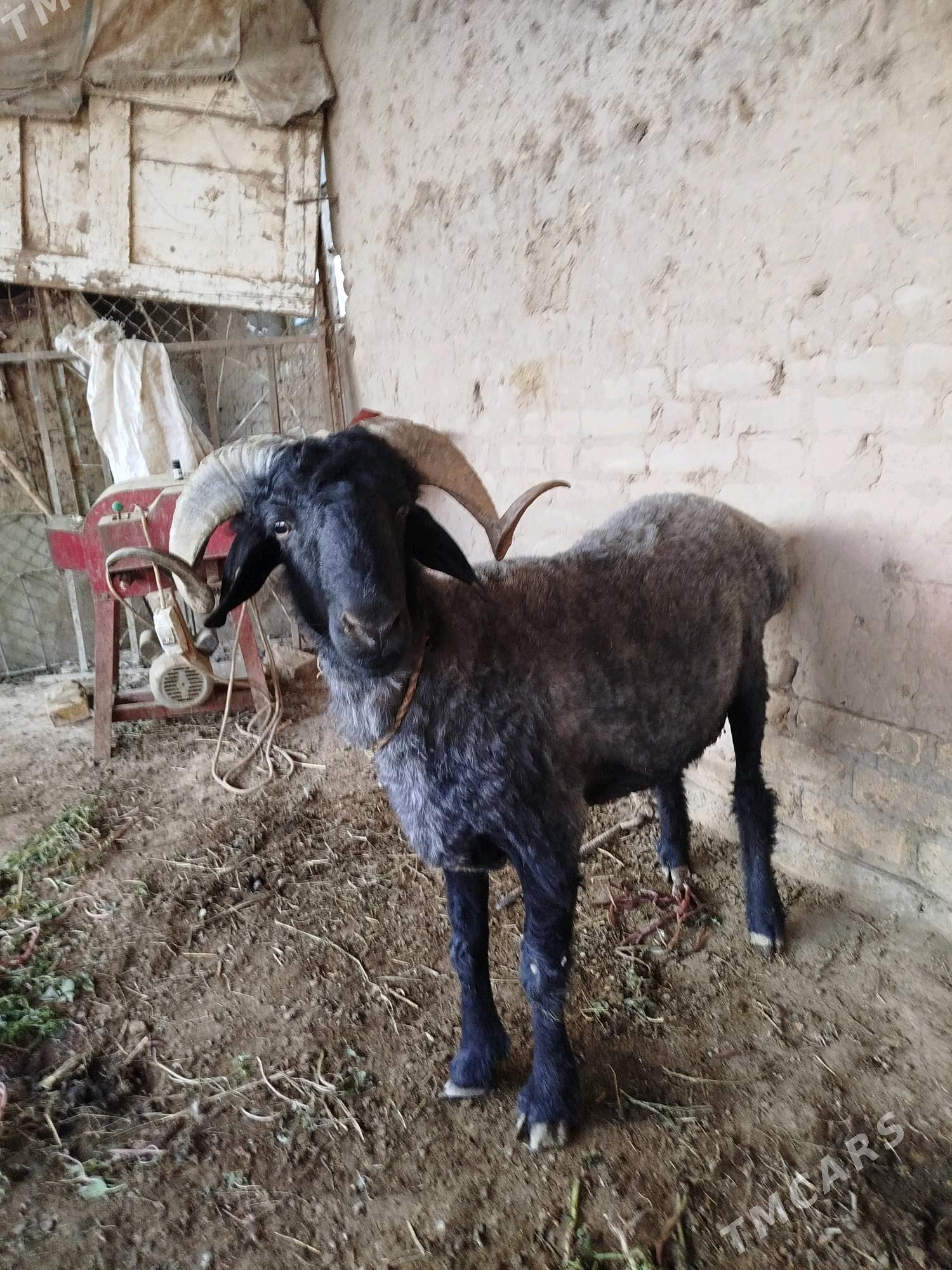 goç - Daşoguz - img 6
