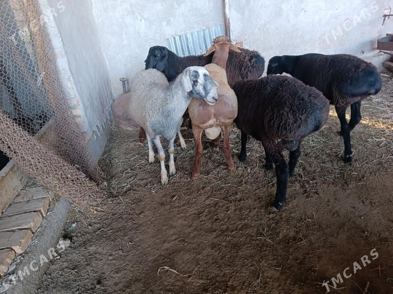 koclar - Farap - img 2