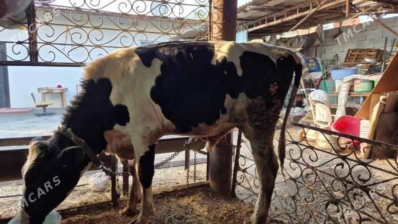 okuz - Кëши - img 3