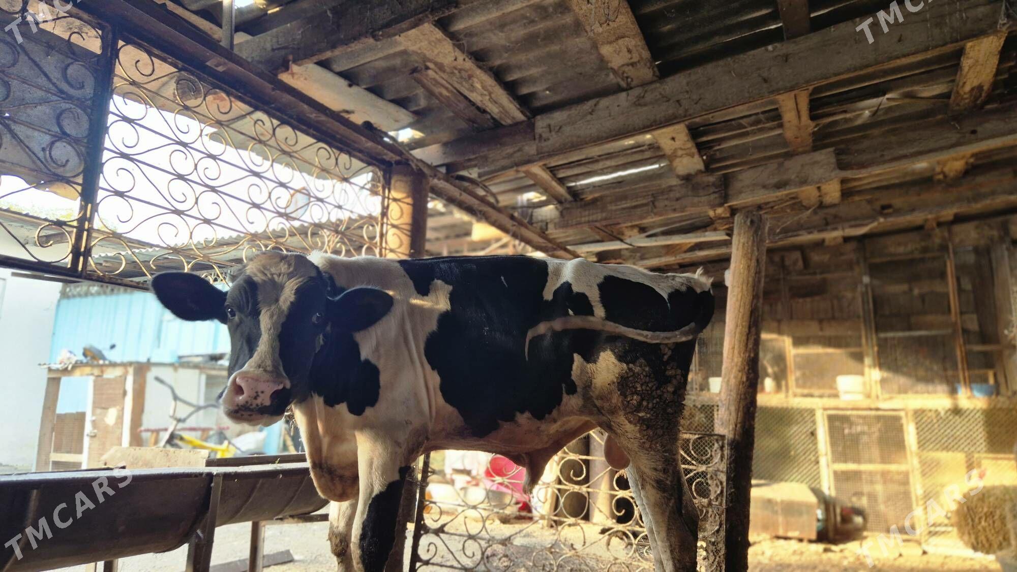 okuz - Кëши - img 2