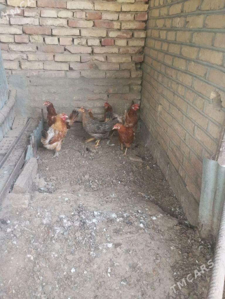 guzlayjy towuklar - Сакарчага - img 3