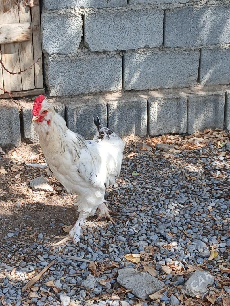 balgar - Gökdepe - img 3