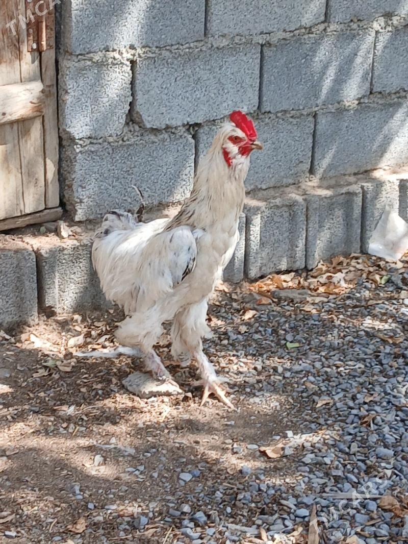 balgar - Gökdepe - img 2