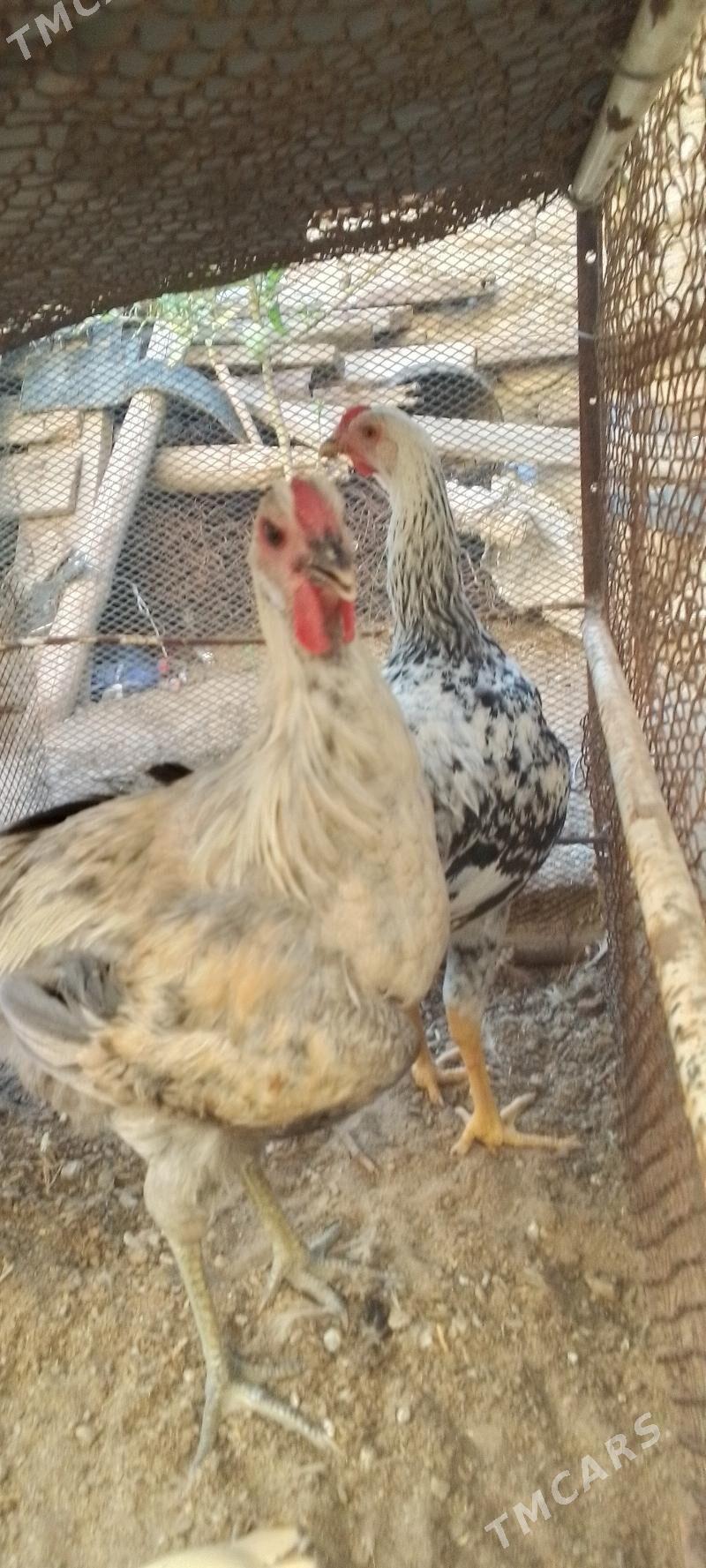 towuk horaz - Jebel - img 2