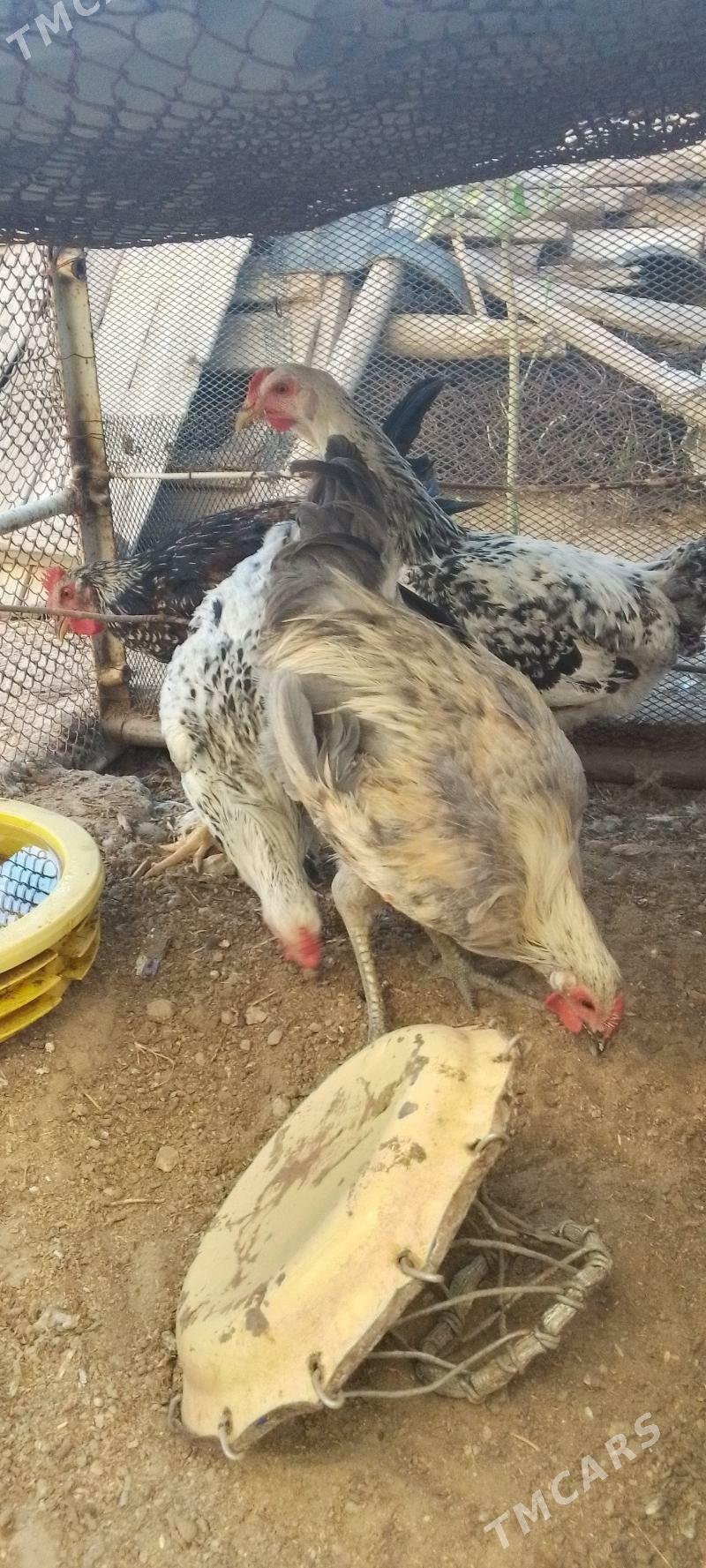 towuk horaz - Jebel - img 3