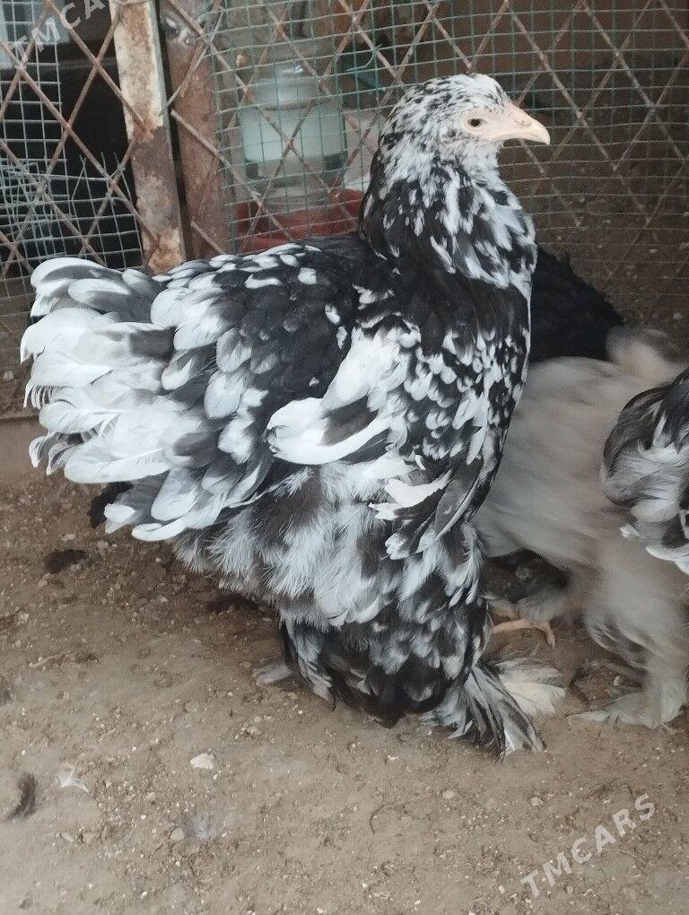 Brama - Balkanabat - img 2