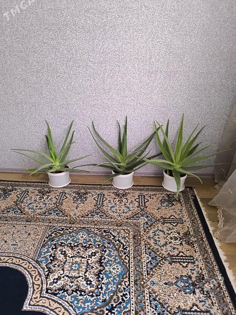 🪴 ALOE/АЛОЭ 🪴 - Балканабат - img 2