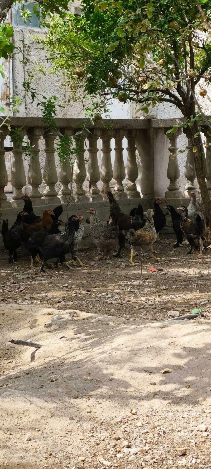 juyje - Balkanabat - img 2
