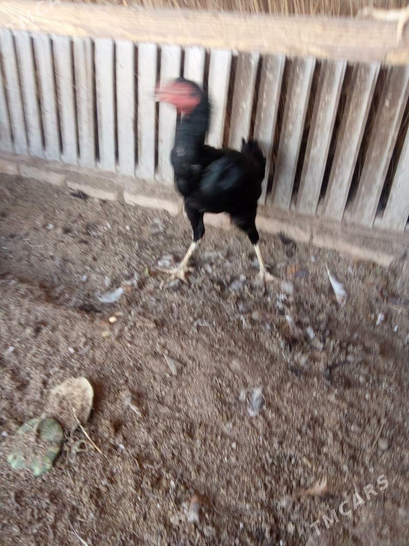 Jüyje - Kerki - img 3