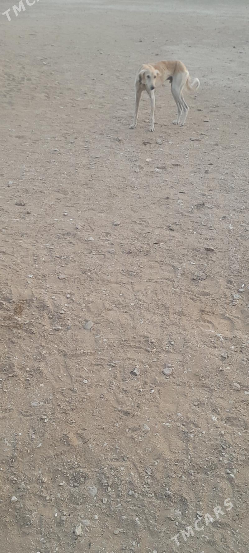 tazy - Jebel - img 2