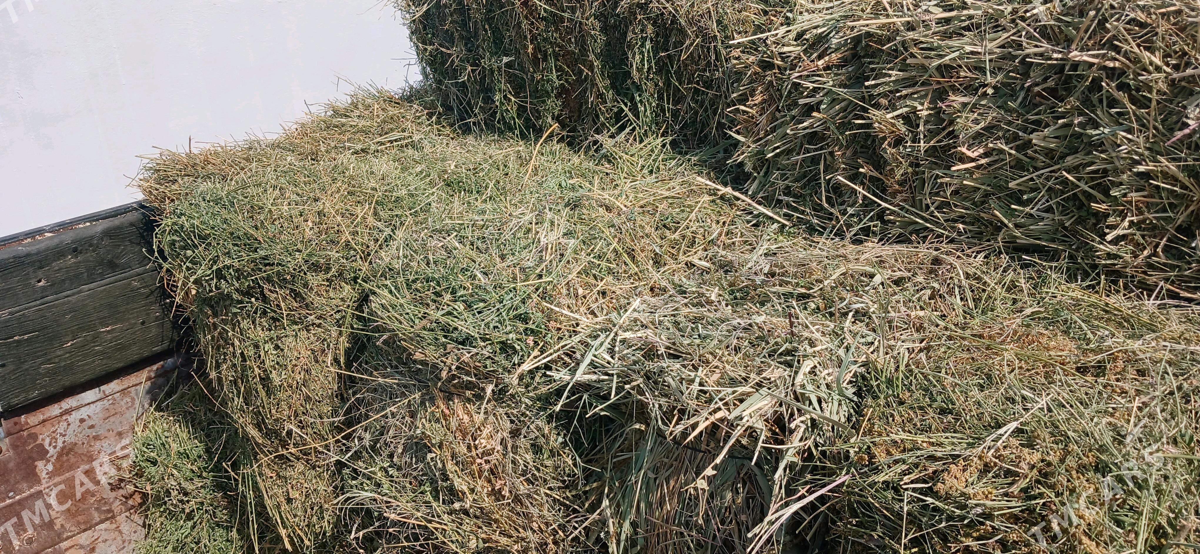 Ýorunja bede - Gyzylarbat - img 2