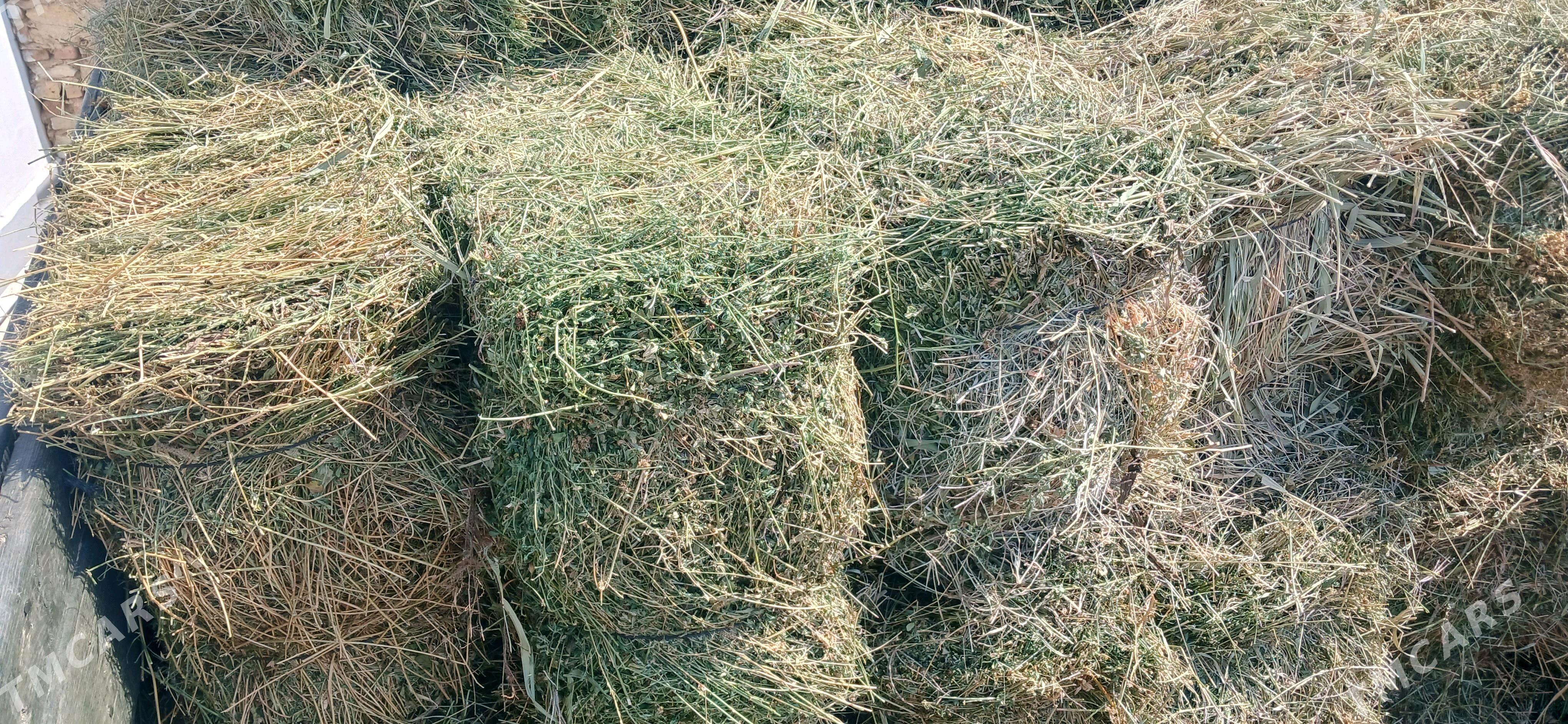 Ýorunja bede - Gyzylarbat - img 3