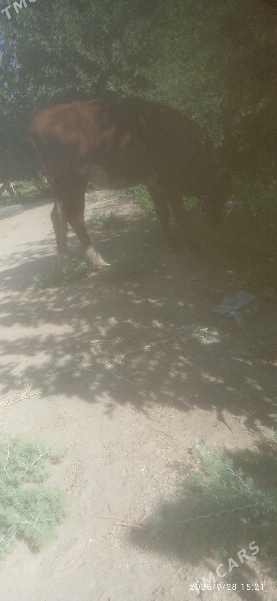 Gulajyn - Wekilbazar - img 2