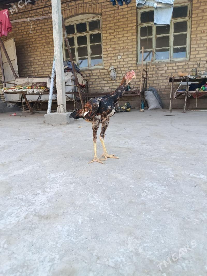 horaz juje we towuk juje - Чарджоу - img 2