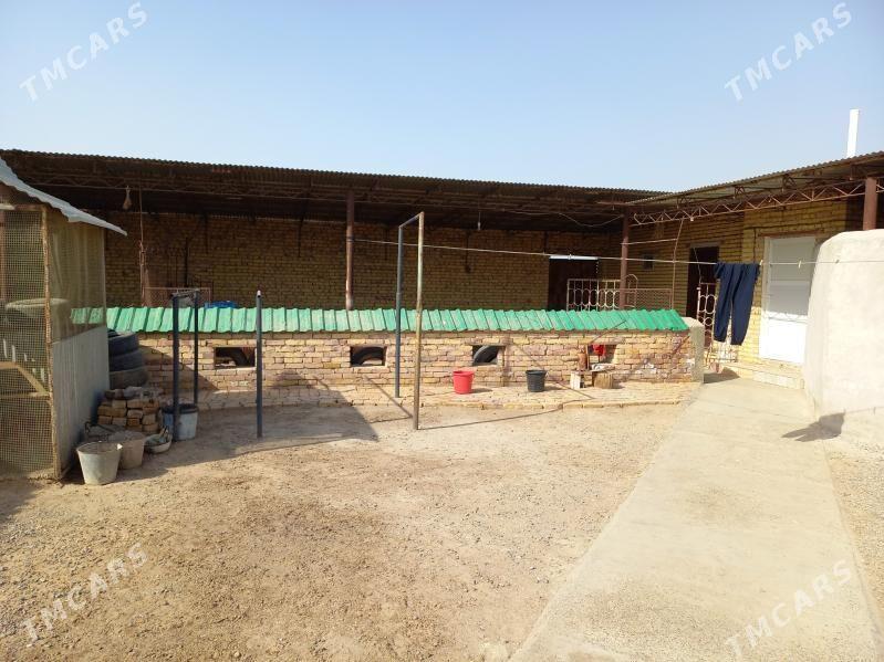 Satlyk jay - Saýat - img 2