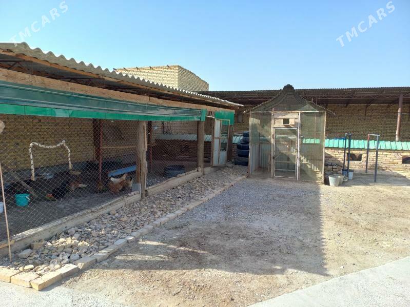 Satlyk jay - Saýat - img 3