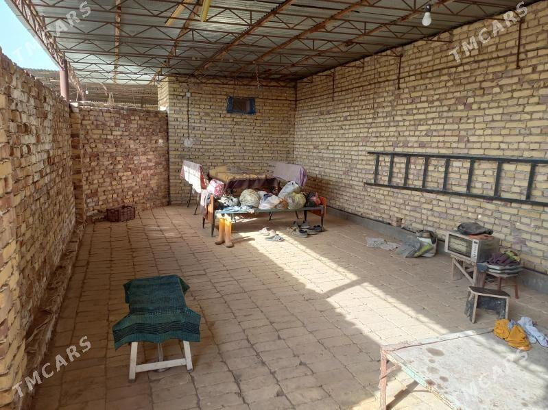 Satlyk jay - Saýat - img 4