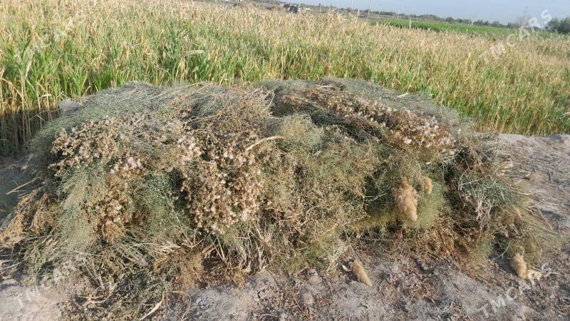 yandak - Görogly (Tagta) - img 2