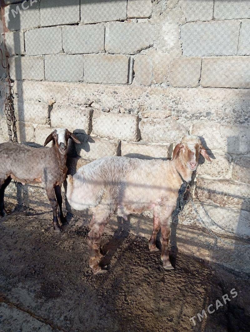 İşşek - Aşgabat - img 2