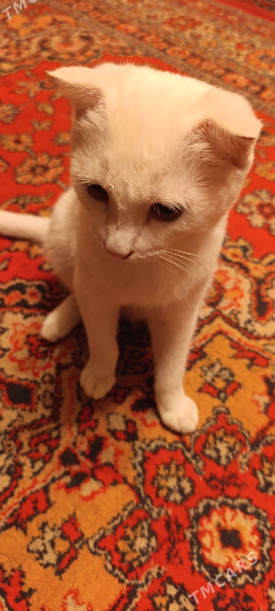 веслоухий кот 6 месяцев - Seýdi - img 2