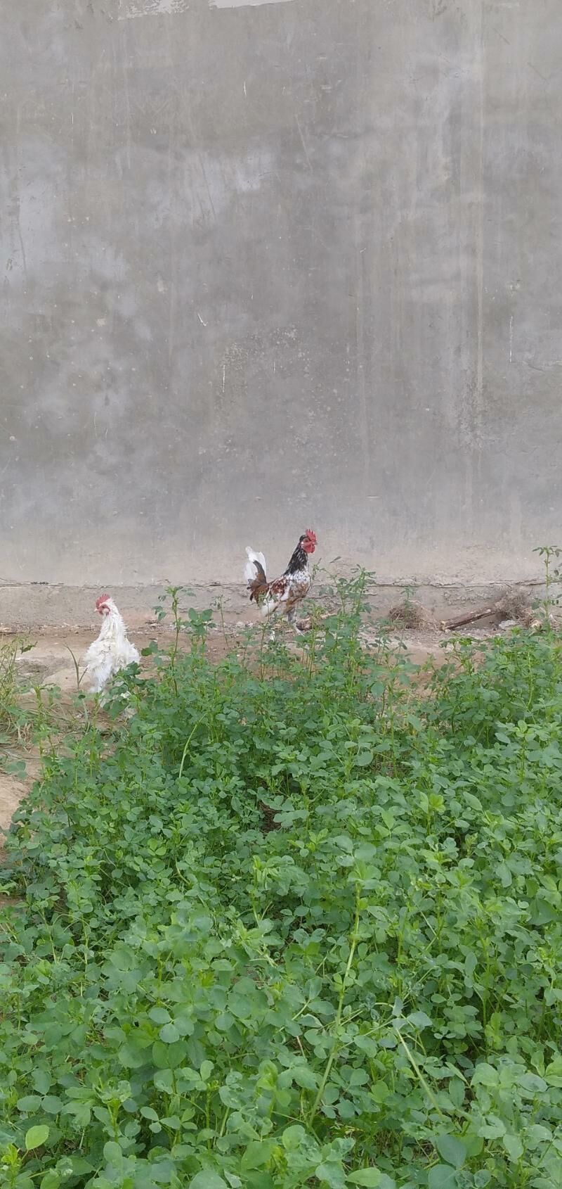karli horaz - Aşgabat - img 3