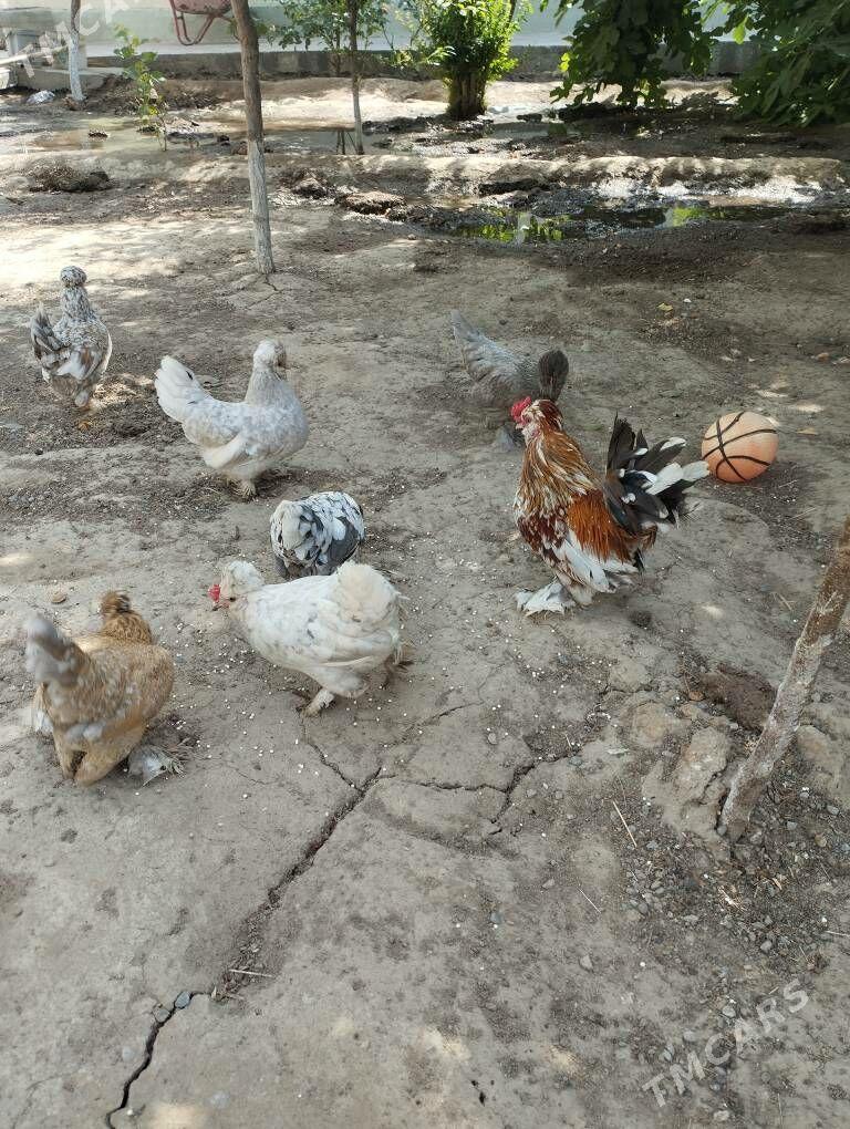 karlik - Çoganly - img 2