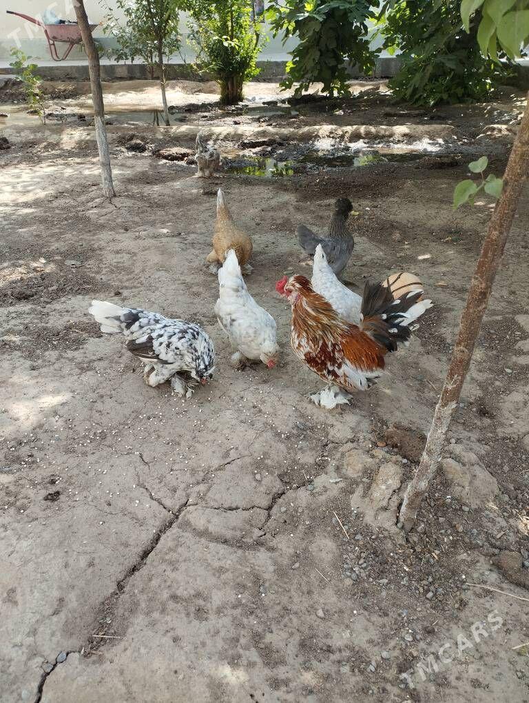 karlik - Çoganly - img 3