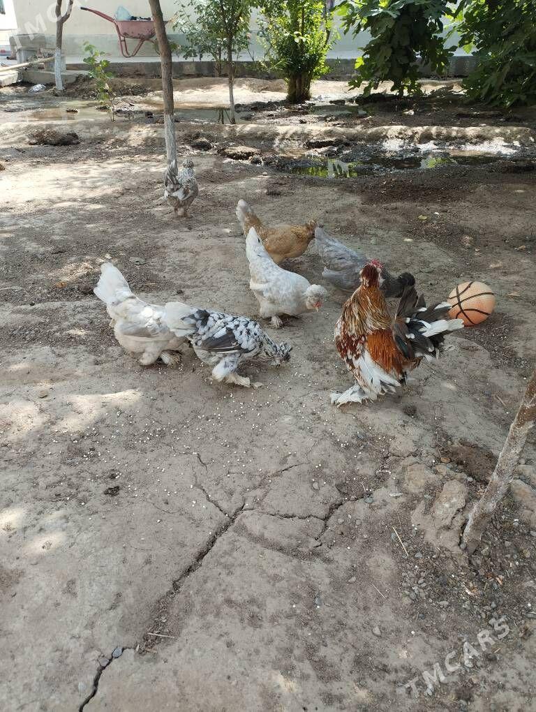karlik - Çoganly - img 1