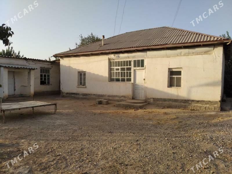 Satlyk howly jay - Tagtabazar - img 2