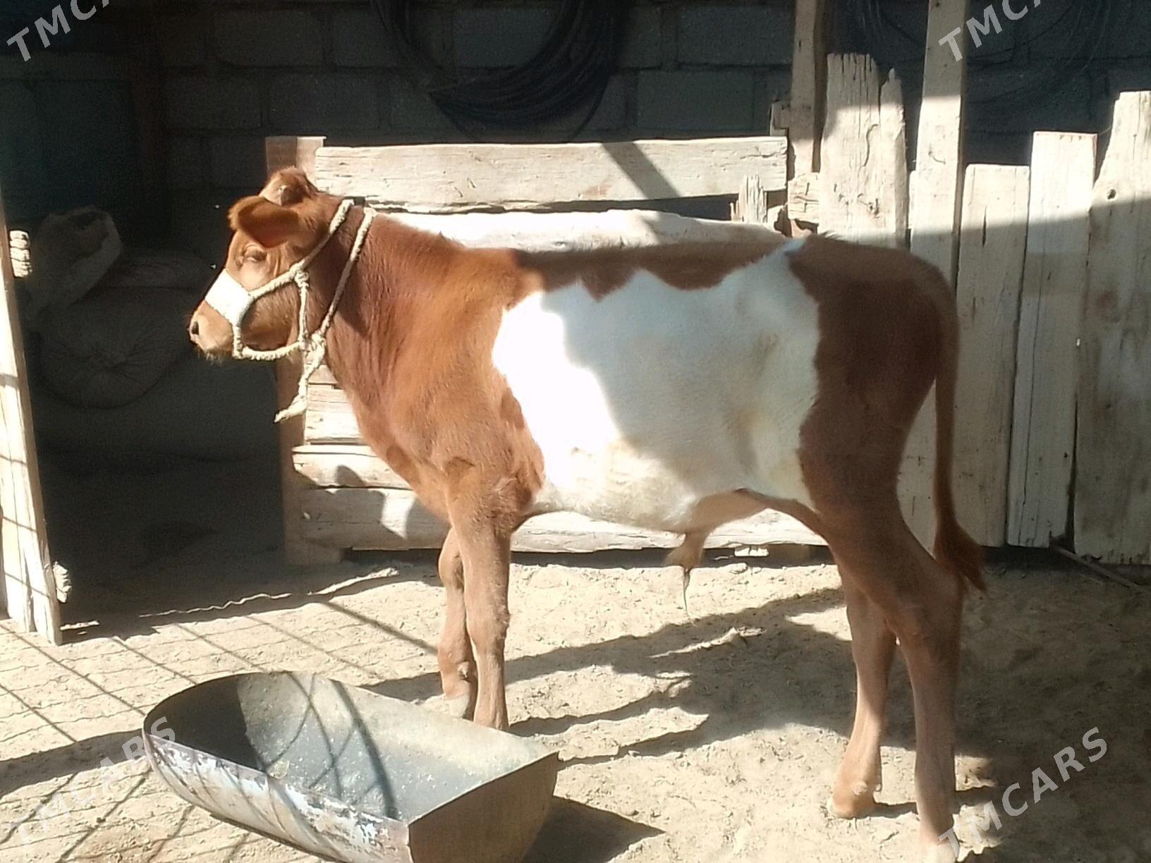 Göle - Esenguly - img 3