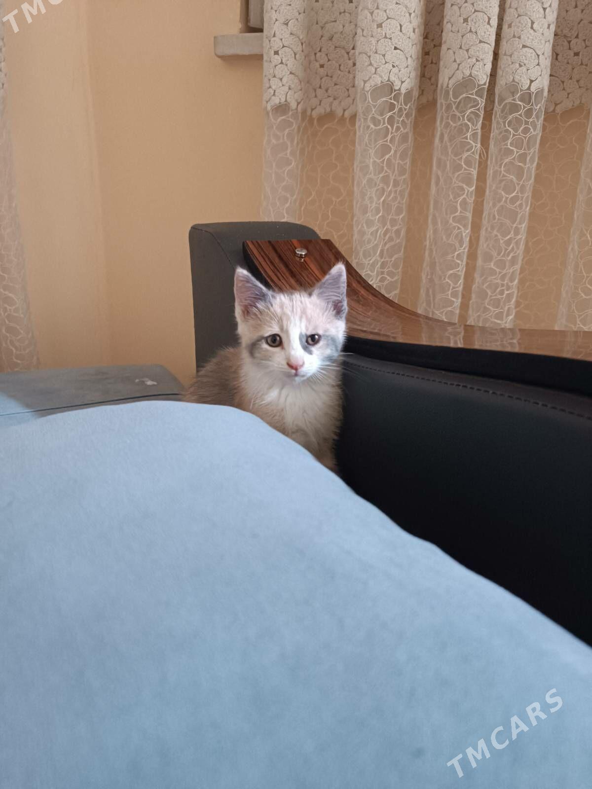 Kicijik pisijek - Aşgabat - img 3