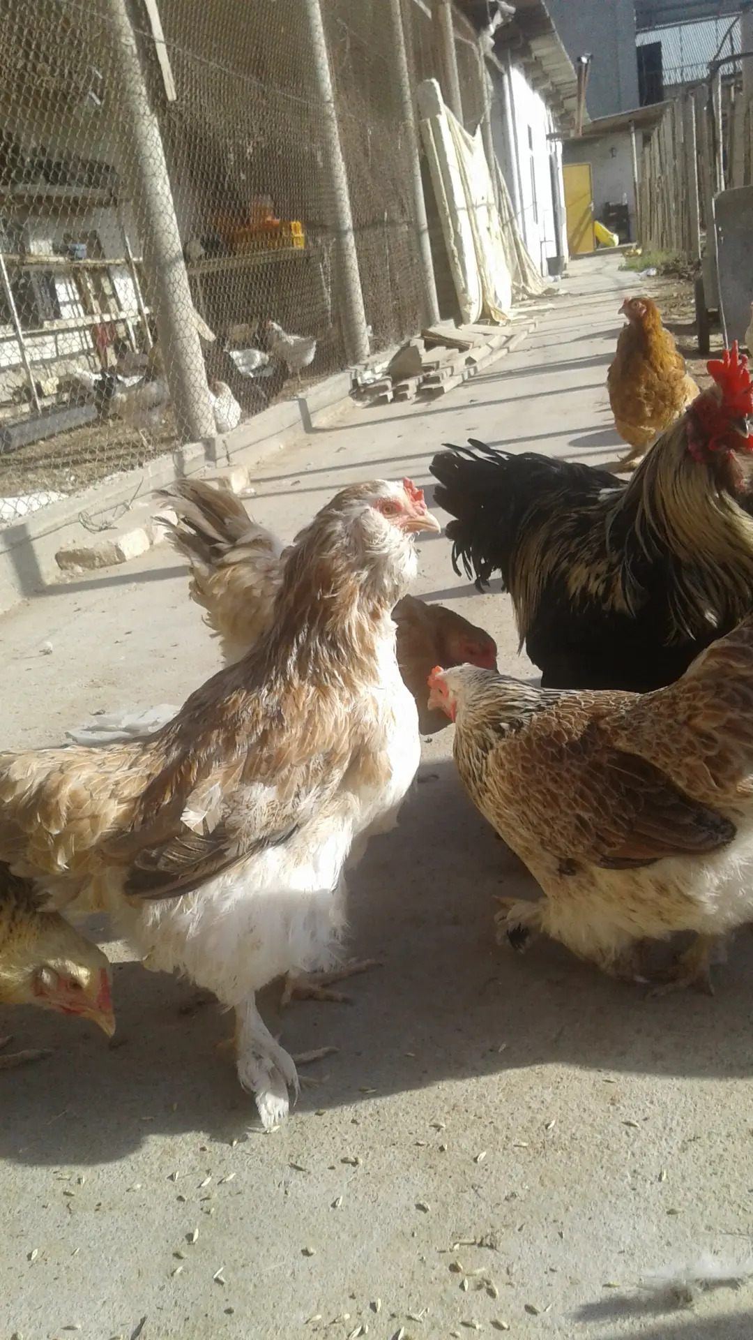 Brama towuk - Gypjak - img 5