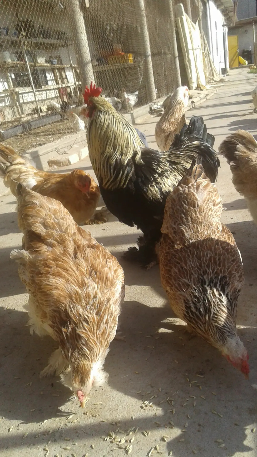 Brama towuk - Gypjak - img 4