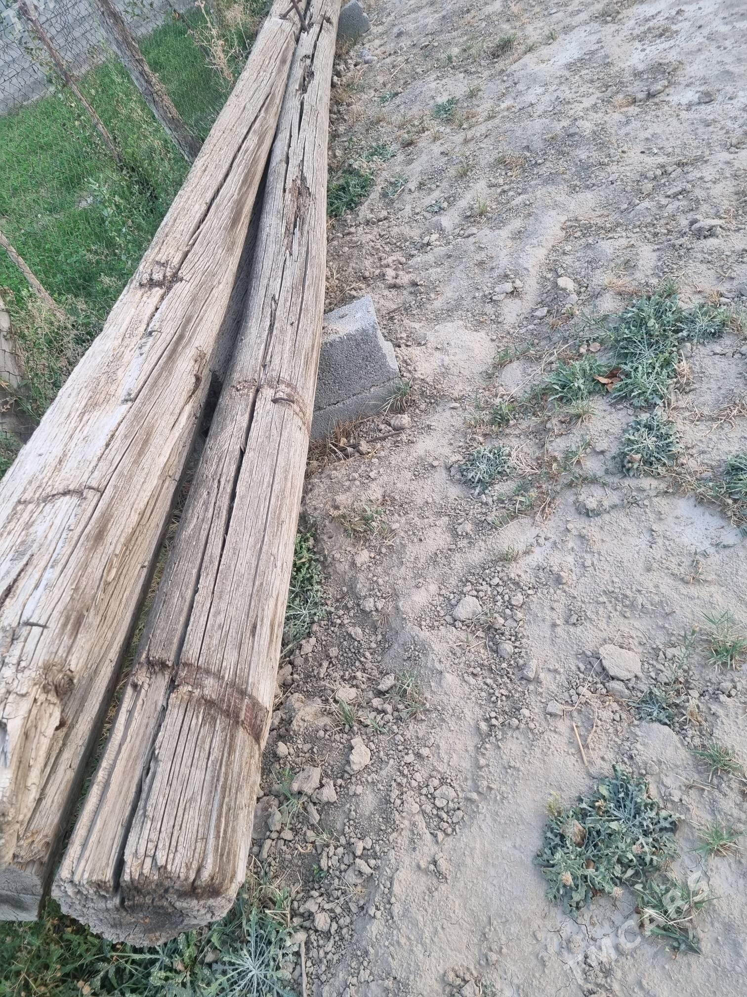 Satlyk pürs agaç - Aşgabat - img 2